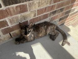 Found/Stray Unknown Cat last seen Applewhite mdw, San Antonio, TX 78224