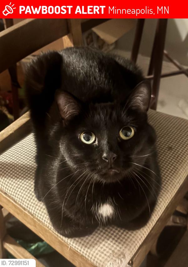 Lost Male Cat last seen 38th Street and 42nd Avenue S, Minneapolis, MN 55406