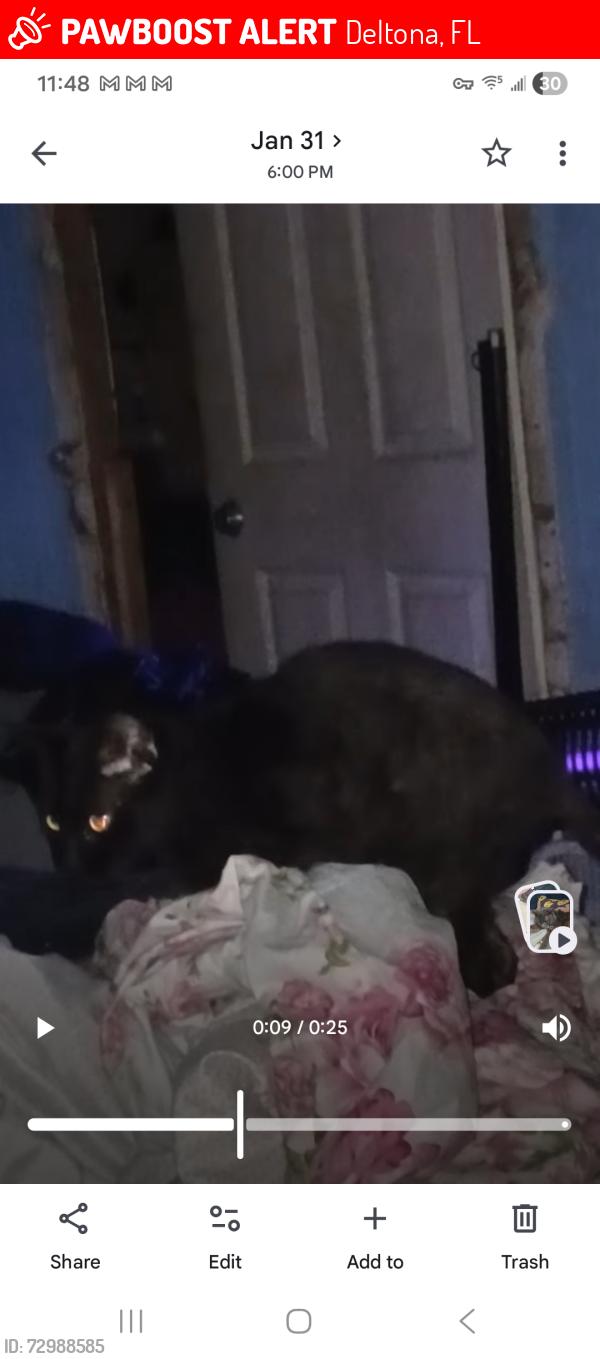 Lost Male Cat last seen Candlewick st and fountain rd deltona fl, Deltona, FL 32738