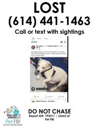 Lost Male Dog last seen Near edendale rd, Columbus, OH 43207