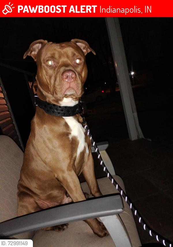 Lost Male Dog last seen Washington street Morris street , Indianapolis, IN 46241
