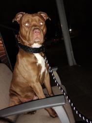 Lost Male Dog last seen Washington street Morris street , Indianapolis, IN 46241