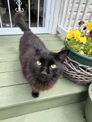 Found/Stray Female Cat last seen North Linden near Grasmere and Weber , Columbus, OH 43211