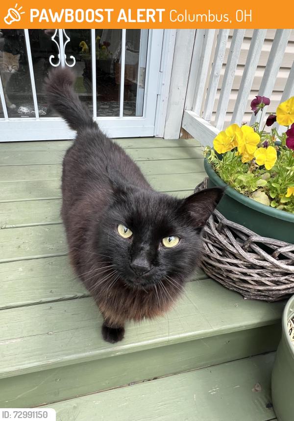 Found/Stray Female Cat last seen North Linden near Grasmere and Weber , Columbus, OH 43211