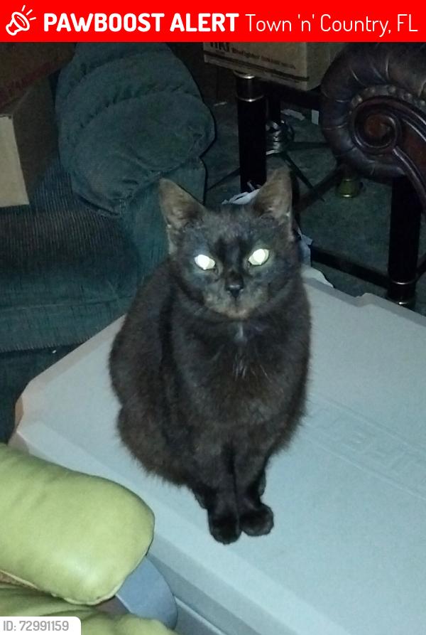 Lost Female Cat last seen Carefree village , Town 'n' Country, FL 33615
