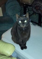 Lost Female Cat last seen Carefree village , Town 'n' Country, FL 33615