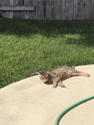 Lost Female Cat last seen Brentford circle and Forebridge lane, Lincoln, CA 95648