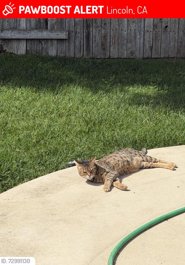 Lost Female Cat last seen Brentford circle and Forebridge lane, Lincoln, CA 95648