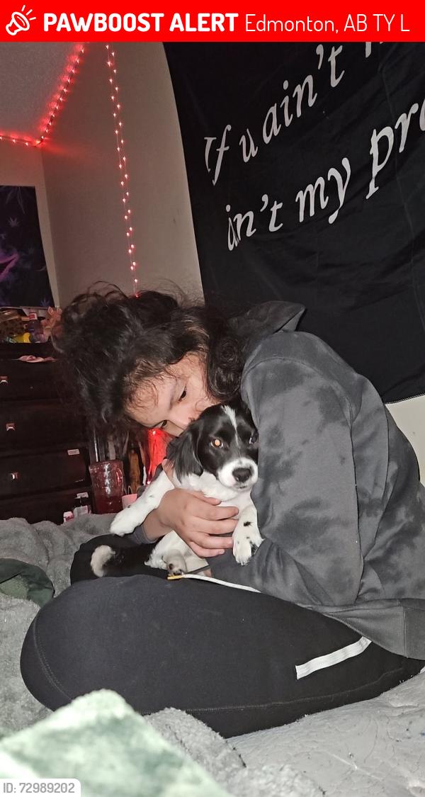 Lost Male Dog last seen 11-14731 34 St NW, Edmonton, AB T5Y 2L3