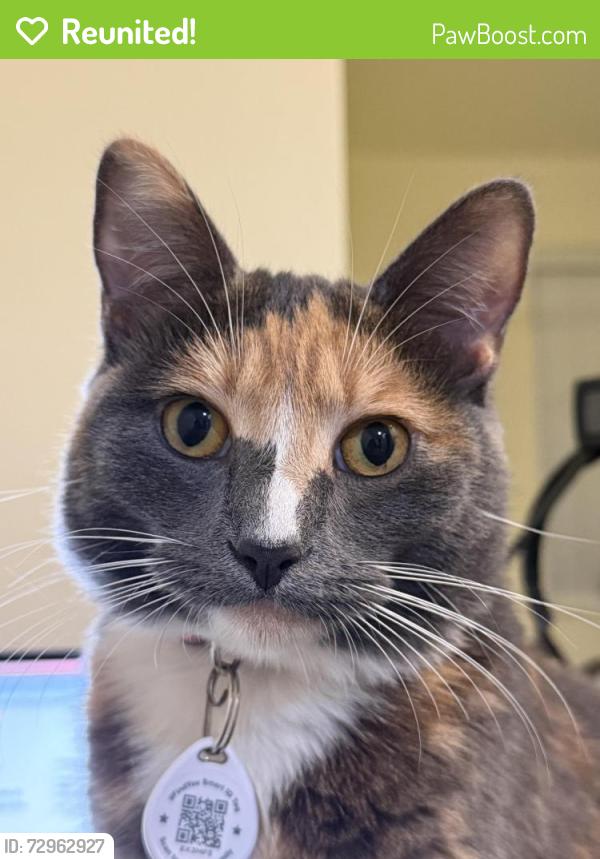 Reunited Female Cat last seen Locust street, Chico, CA 95926