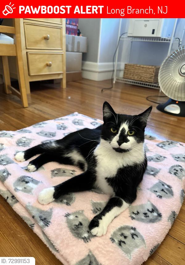Lost Female Cat last seen South Elberon Square headed towards Lawrence Ave, Long Branch, NJ 07740