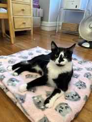 Lost Female Cat last seen South Elberon Square headed towards Lawrence Ave, Long Branch, NJ 07740