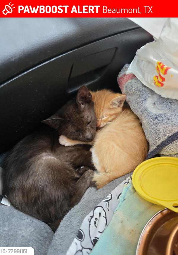 Lost Unknown Cat last seen Doucette & Flowers Jacobs Park, Beaumont, TX 77701