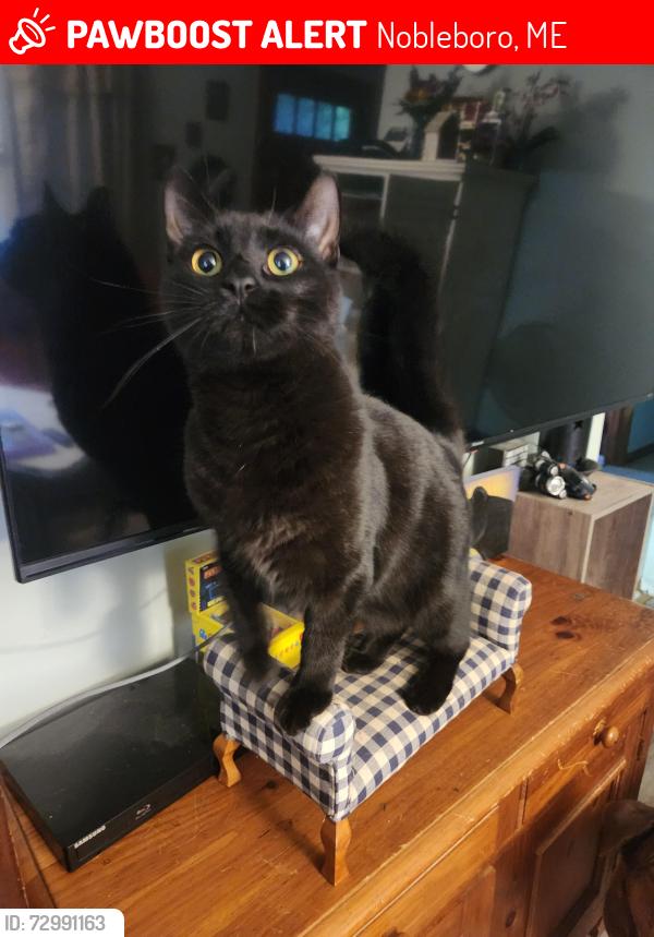 Lost Male Cat last seen West Neck Rd, stonewall stables, Nobleboro, ME 04555