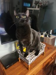 Lost Male Cat last seen West Neck Rd, stonewall stables, Nobleboro, ME 04555