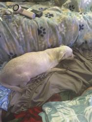 Reunited Female Dog last seen Sophie Ann Dr. between Redfield and Orrell St. , Pasadena, TX 77503