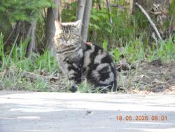 Found/Stray Unknown Cat last seen 712b coverdale rd riverview, Riverview, NB E1B 0E2