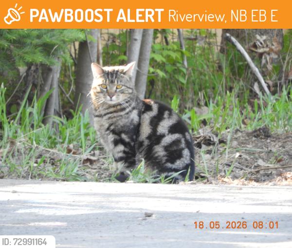 Found/Stray Unknown Cat last seen 712b coverdale rd riverview, Riverview, NB E1B 0E2