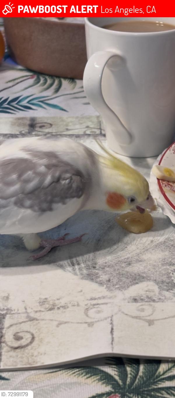 Lost Male Other last seen Parthina, Los Angeles, CA 91402