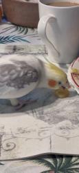 Lost Male Other last seen Parthina, Los Angeles, CA 91402