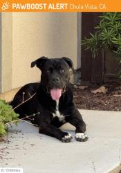 Lost Male Dog last seen Near carpinteria st, Chula Vista, CA 91913
