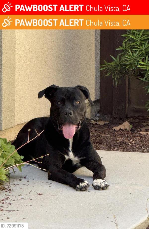 Lost Male Dog last seen Near carpinteria st, Chula Vista, CA 91913