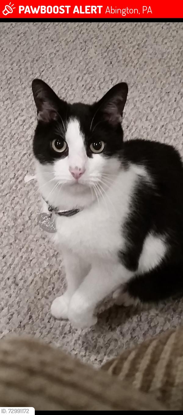 Lost Male Cat last seen Woodland Rd, Abington, PA 19001