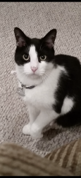 Lost Male Cat last seen Woodland Rd, Abington, PA 19001
