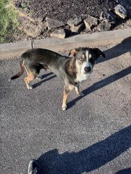 Found/Stray Male Dog last seen reese road and whitten, Memphis, TN 38133