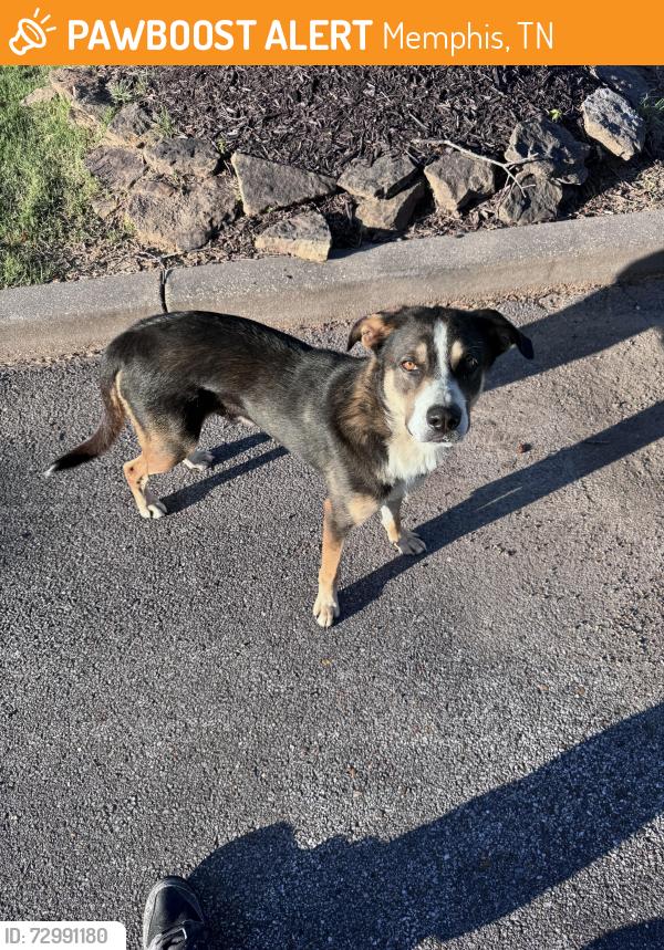 Found/Stray Male Dog last seen reese road and whitten, Memphis, TN 38133