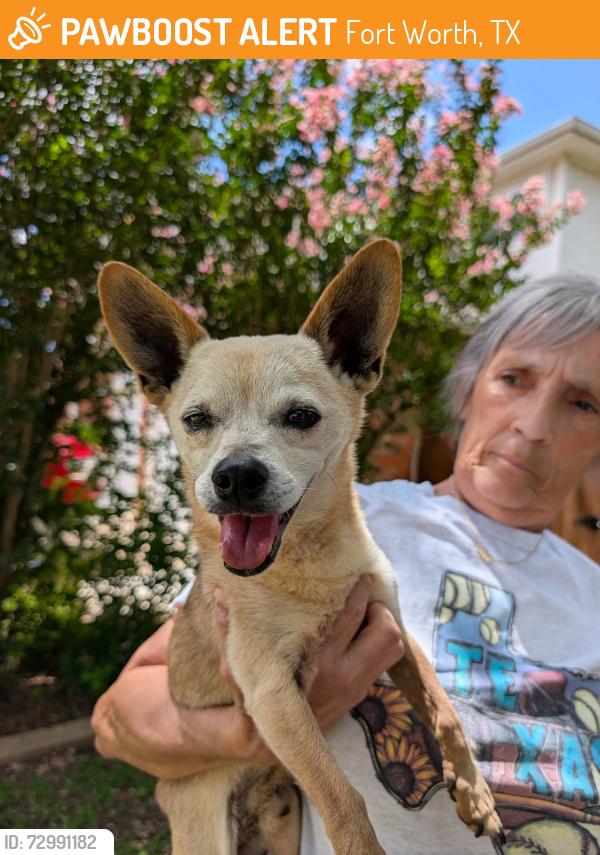 Found/Stray Male Dog last seen Spanish River Trail and Park Vista , Fort Worth, TX 76137
