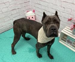 Shelter Stray Female Dog last seen Near BLOCK LONGACRE ST, DETROIT, MI 48228, 7401 Chrysler Dr, Detroit, MI 48211, USA