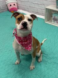 Shelter Stray Female Dog last seen Near BLOCK WISCONSIN ST, DETROIT MI 48238, 7401 Chrysler Dr, Detroit, MI 48211, USA