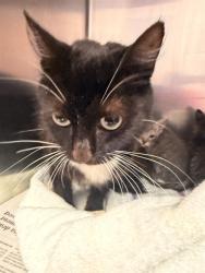 Shelter Stray Female Cat last seen Near BLOCK WILCREST CIR W, 2020 Forest St, Jacksonville, FL 32204, USA