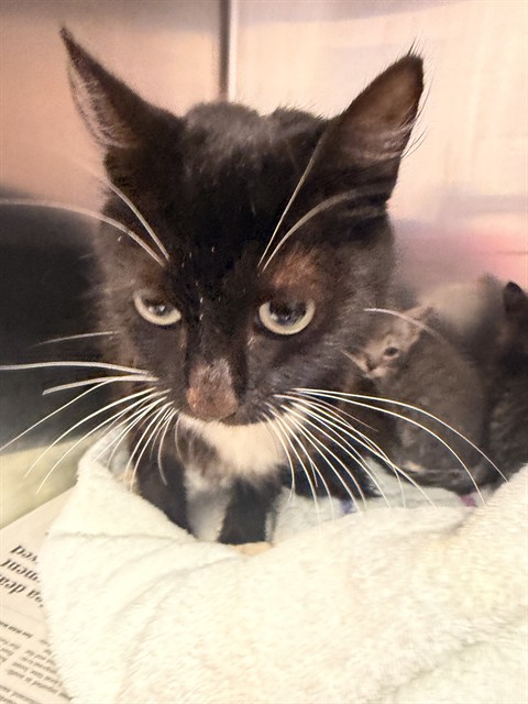 Shelter Stray Female Cat last seen Near BLOCK WILCREST CIR W, 2020 Forest St, Jacksonville, FL 32204, USA
