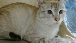 Shelter Stray Unknown Cat last seen , 2811 SE 29th St, Oklahoma City, OK 73129, USA
