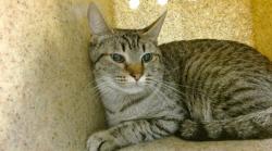 Shelter Stray Unknown Cat last seen , 2811 SE 29th St, Oklahoma City, OK 73129, USA