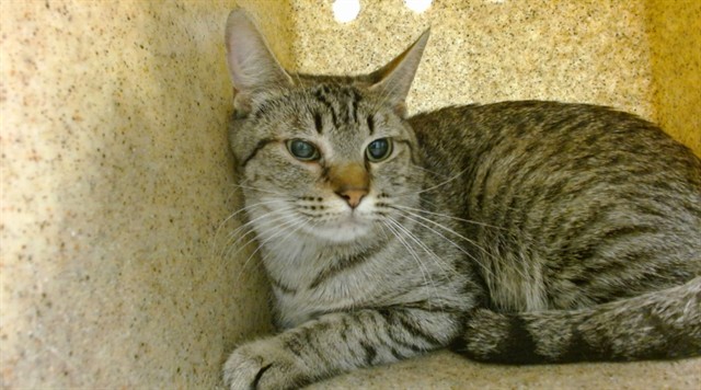 Shelter Stray Unknown Cat last seen , 2811 SE 29th St, Oklahoma City, OK 73129, USA