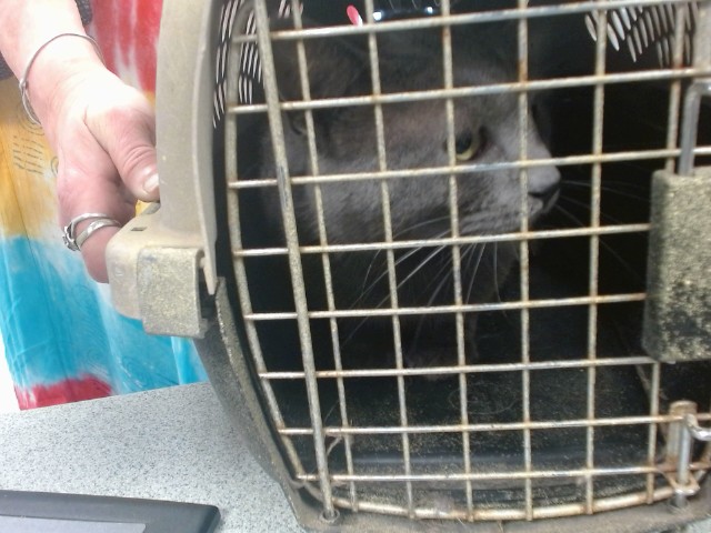 Shelter Stray Unknown Cat last seen Near BLOCK SW 12TH ST, 2811 SE 29th St, Oklahoma City, OK 73129, USA