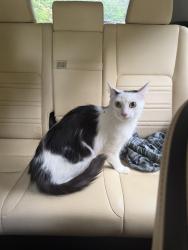 Found/Stray Female Cat last seen Gralin and green st, Kernersville, NC 27284