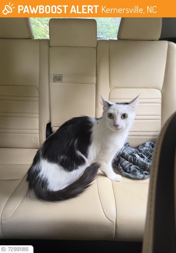 Found/Stray Female Cat last seen Gralin and green st, Kernersville, NC 27284