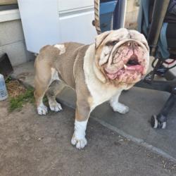Shelter Stray Male Dog last seen Near BLK E 53RD ST, LONG BEACH CA, 90805, 7700 E Spring St, Long Beach, CA 90815, USA