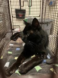 Shelter Stray Male Cat last seen Near BLOCK BLCK N LOMA VISTA DR, LONG BEACH, CA 90813, 7700 E Spring St, Long Beach, CA 90815, USA