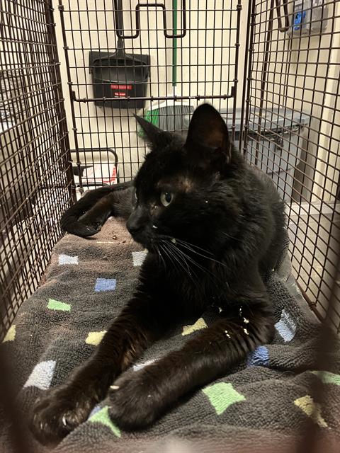 Shelter Stray Male Cat last seen Near BLOCK BLCK N LOMA VISTA DR, LONG BEACH, CA 90813, 7700 E Spring St, Long Beach, CA 90815, USA