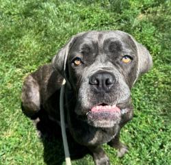 Shelter Stray Female Dog last seen Near BLOCK LORD DR, 10521 Baur Blvd, Olivette, MO 63132, USA