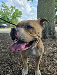 Shelter Stray Male Dog last seen ST. CHARLES ROCK RD,63114, 10521 Baur Blvd, Olivette, MO 63132, USA