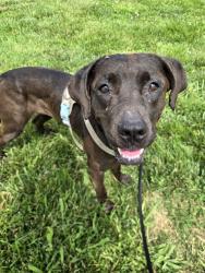 Shelter Stray Female Dog last seen ST. CHARLES ROCK RD,63114, 10521 Baur Blvd, Olivette, MO 63132, USA