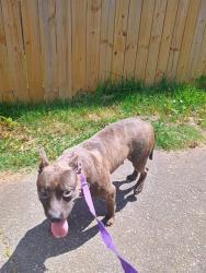 Shelter Stray Female Dog last seen CHARLOTTE, 8315 Byrum Dr, Charlotte, NC 28217, USA