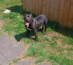 Shelter Stray Male Dog last seen CHARLOTTE, 8315 Byrum Dr, Charlotte, NC 28217, USA