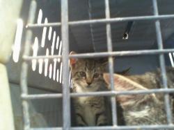 Shelter Stray Male Cat last seen CHARLOTTE, 8315 Byrum Dr, Charlotte, NC 28217, USA